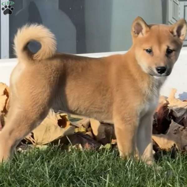 Finn, Shiba Inu Puppy